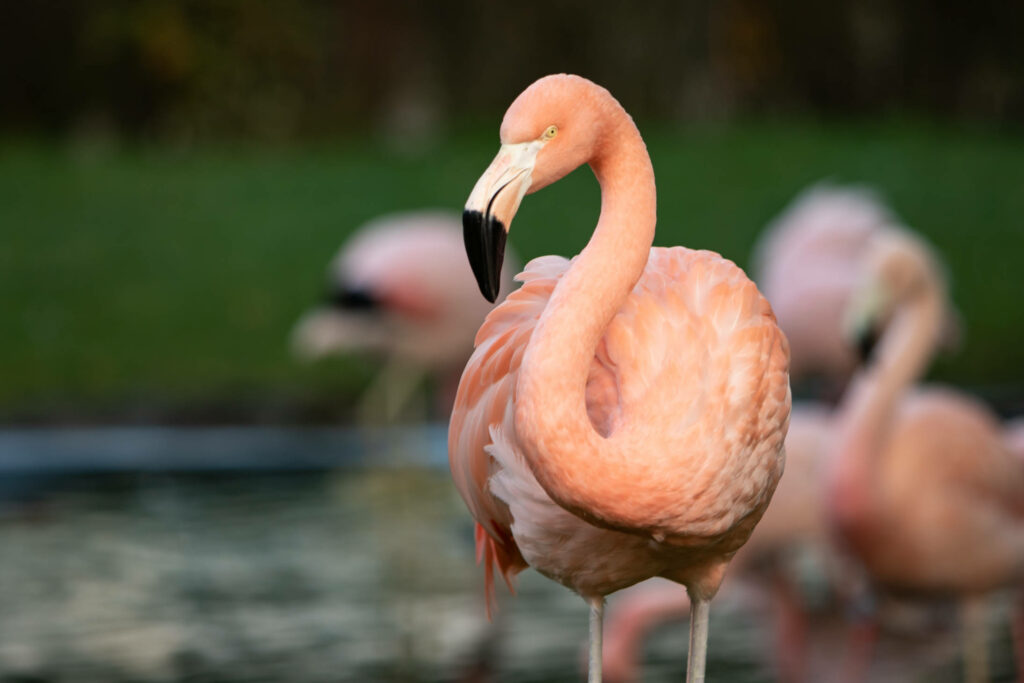 Flamingos im Tierpark Gettorf